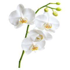 Naklejka premium Elegant White Orchid with Graceful Drooping Petals and Fresh Buds in Natural Arrangement, isolated on transparent background.