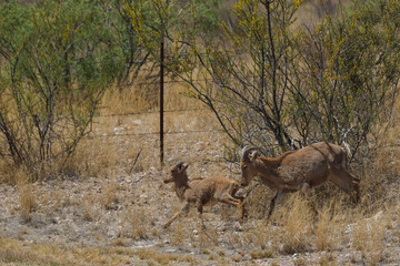 Barbary sheep running in the wild