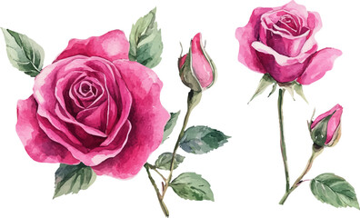 set of pink roses