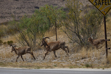 Barbary sheep running in the wild