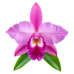Stunning Rare Orchid Variety in Full Bloom Featuring Vibrant Pink Colors and Unique Petals, isolated on transparent background.