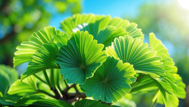 Ginkgo biloba recognized as bonsai. It represents an artistic technique that employs cultivation methods to create miniature trees in containers that resemble the form and dimensions of full-size t...
