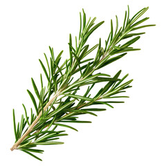 Fototapeta premium Fresh Rosemary Leaves on a White Background for Culinary and Aromatic Use, isolated on transparent background.