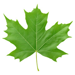 Fototapeta premium Single Maple Leaf in Autumn Season, Vibrant Green Color and Intricate Details of Nature, isolated on transparent background.