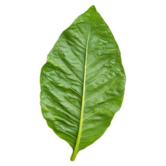 Large Textured Green Tobacco Leaf on a White Background for Stock Photography, isolated on transparent background.