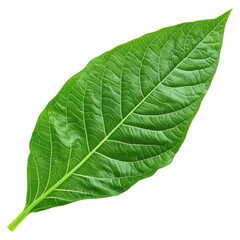 Obraz premium Detailed Closeup of a Large Green Tobacco Leaf with Textured Surface and Vibrant Color, isolated on transparent background.