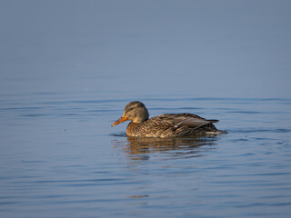 A female mallard duck swims in calm water on a sunny day