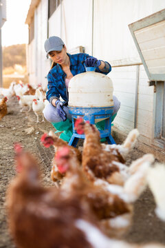 Female farmer preparing water in legged bird drinker with siphon while hens walking on backyard poultry farm