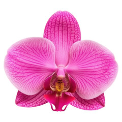 Vibrant Pink Orchid Flower with Natural Elegance and Botanical Beauty on a Simple Background, isolated on transparent background.