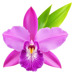 Fototapeta premium Stunning Vibrant Purple Orchid Flower with Tropical Green Leaves for Nature Lovers, isolated on transparent background.