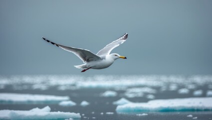 Fototapeta premium Seagull soaring above pack ice in the Ocean
