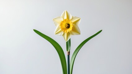 Daffodil flower on a white background, isolated with full depth of field.