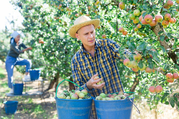 Professional man farmer in straw hat harvesting ripe pears from tree in fruit garden in summer