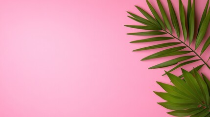 Pink Background with Tropical Palm Leaves: Summer Vibes