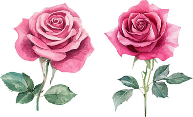 Naklejka premium Romantic Watercolor Pink Rose Flower