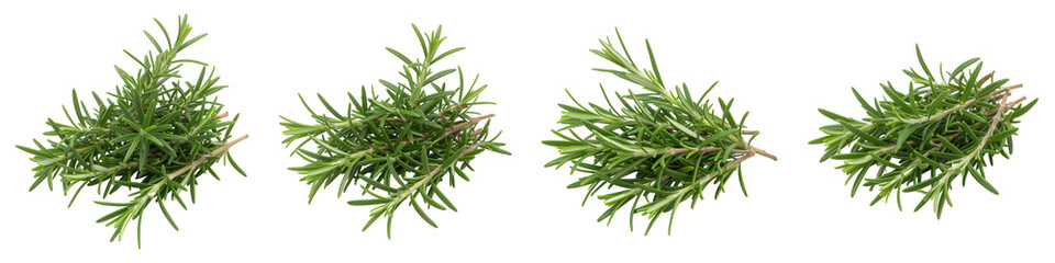 Fototapeta premium Set of Cluster of Rosemary Sprigs on White