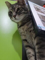 Tabby cat lounging atop a computer monitor. The playful cat's fur is a soft blend of grays and...