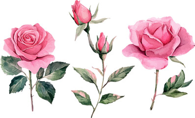 bouquet of pink roses