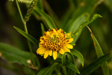  yellow flower