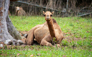 Obraz premium The dromedary (Camelus dromedarius), also known as the dromedary camel, Arabian camel and one humped camel, is a large camel of the genus Camelus with one hump