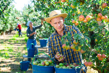 Focused young man in straw hat gathering harvest of ripe pears at orchard on sunny day
