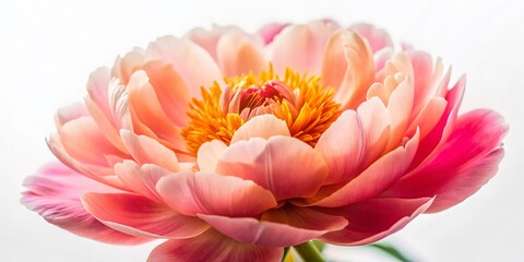 Macro Close-up of Coral Peonies Isolated on White Background - Stunning Floral Detail