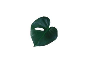 green leaf isolated on white