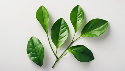 Fototapeta premium Close-up view of a collection of fresh green young lemon leaves isolated against a white background.