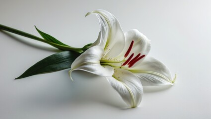 Fototapeta premium Condolence card featuring white flowers.