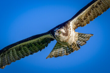 Close-up of Osprey flying with blue sky