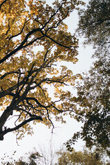 A Stunningly Beautiful Silhouette of an Autumn Tree Set Against a Bright Blue Sky Above