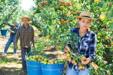 Group of people picking pears from trees on plantation © JackF