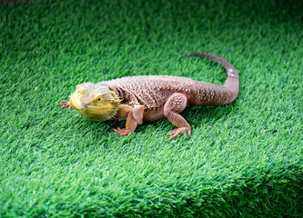 The central bearded dragon (Pogona vitticeps), also known as the inland bearded dragon.