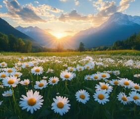 Fototapeta premium Sunlight Filters Through Clouds Over Mountain Valley Filled with Beautiful White Daisies and Vibrant Green Grass at Dawn