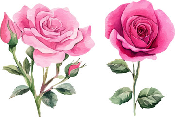 vector illustration of rose