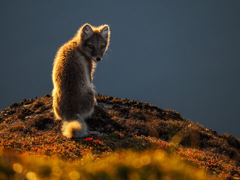 Arctic fox sitting on a hill, backlit by golden light, in the tundra of Greenland.
