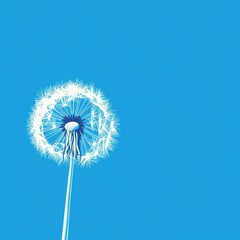 Fototapeta premium A single dandelion clock against a vivid bright blue background