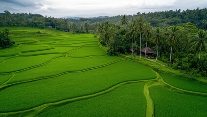 Lush green rice fields in a tropical landscape with palm trees and scenic view of natural beauty captured from above