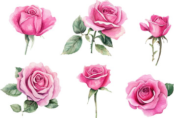 Floral Watercolor Pink Rose