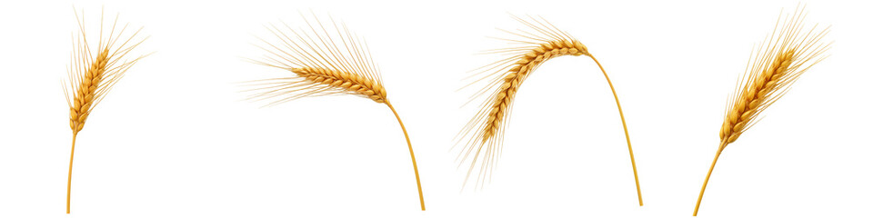 Set of Bent Wheat Stalk Isolated
