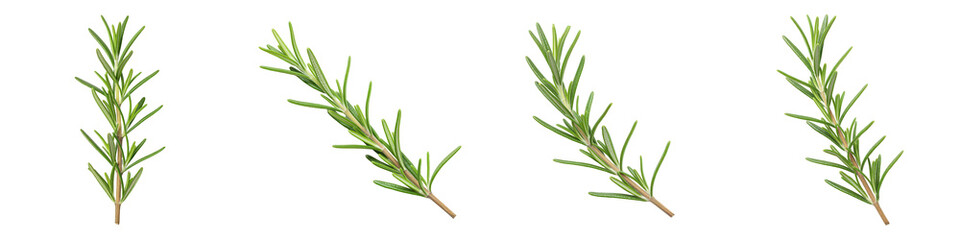 Obraz premium Set of Upward-Angled Rosemary Sprig on White