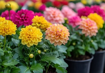 Vibrant Colorful Dahlia Flowers in Bloom, Showcasing Yellow, Pink, and Orange Petals with Lush Green Leaves on a Bright Sunny Day in Garden Setting