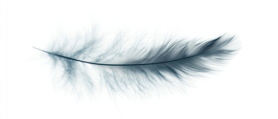 Obraz premium Serene Feather: A Study in Light and Shadow
