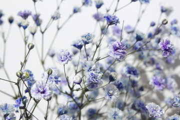 White background and purple gypsum flower