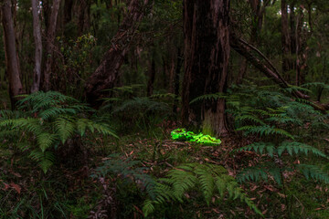 Bioluminescent Ghost mushroom Omphalotus nidiformis Thirlmere lakes National Park 2025