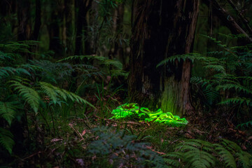 Bioluminescent Ghost mushroom Omphalotus nidiformis Thirlmere lakes National Park 2025