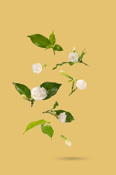 Falling blooming cape jasmine flowers with leaves on yellow background.