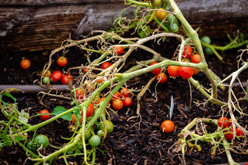 End of Season Cherry Tomato Plant with Ripening and Fallen Fruit