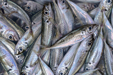 Close up of multiple mackerel fish at Catania market, Sicily.