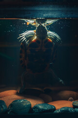 red eared slider turtle underwater in aquarium
